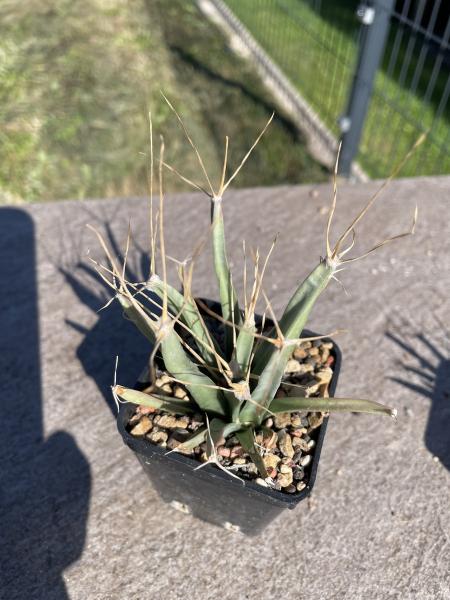 Leuchtenbergia principis v. trachythele